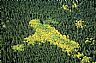 13639: Aspen & Fir, Garfield County, Colorado