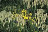 13640: Rocks & Aspen, Custer County, Colorado
