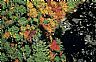 13643: Autumn in Maine, Penobscot County, Maine