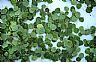 13646: Aspen Leaves, Summit County, Colorado