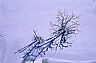 13650: Tree in Ice, Pueblo County, Colorado