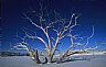 17582: Tree in Ice, Pueblo County, Colorado 17582: Tree in Ice, Pueblo County, Colorado