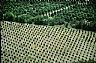 13691: Macadamea Nut Farm, Big Island, Hawaii 13691: Macadamea Nut Farm, Big Island, Hawaii