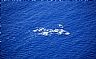 13715: Whale Pod at Play, Lanai, Hawaiian Islands 13715: Whale Pod at Play, Lanai, Hawaiian Islands
