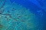 13728: Coral Reef, Big Island, Hawaii 13728: Coral Reef, Big Island, Hawaii