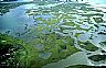 13924: Beaufort Inlet Tidal Marsn, Carteret County, North Carolina 13924: Beaufort Inlet Tidal Marsn, Carteret County, North Carolina