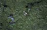 13967: Dall Sheep, Wrangell-St.Elias National Preserve, Alaska 13967: Dall Sheep, Wrangell-St.Elias National Preserve, Alaska