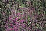 13991: Fireweed, Near Tok, Alaska 13991: Fireweed, Near Tok, Alaska