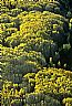 14426: Aspen Grove, Conejos County, Colorado 14426: Aspen Grove, Conejos County, Colorado