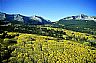 14427: Aspen on Kebler Pass, Gunnison County, Colorado 14427: Aspen on Kebler Pass, Gunnison County, Colorado