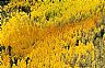 14429: Aspen Blast, San Miguel County, New Mexico 14429: Aspen Blast, San Miguel County, New Mexico