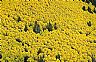 14431: Sea of Color, San Miguel County, New Mexico 14431: Sea of Color, San Miguel County, New Mexico