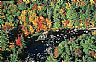 14438: Autumn Brook, Penobscott County, Maine 14438: Autumn Brook, Penobscott County, Maine
