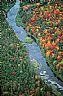 14441: Autumn River, Aroostook County, Maine 14441: Autumn River, Aroostook County, Maine