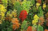14445: Autumn Detail, Washington County, Maine 14445: Autumn Detail, Washington County, Maine