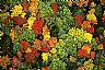 14446: Autum Diversity, Washington County, Maine 14446: Autum Diversity, Washington County, Maine
