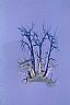 15552: Tree in Ice, Pueblo County, Colorado 15552: Tree in Ice, Pueblo County, Colorado