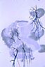 15553: Trees in Ice, Pueblo County, Colorado 15553: Trees in Ice, Pueblo County, Colorado