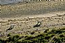 15741: Prowling Polar Bears, Cape Churchill, Manitoba 15741: Prowling Polar Bears, Cape Churchill, Manitoba