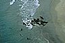15751: Sea Lions, Baja California Sur, Pacific 15751: Sea Lions, Baja California Sur, Pacific