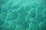 15753: Shallow Water, Baja California Sur, Pacific 15753: Shallow Water, Baja California Sur, Pacific