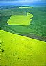 15838: Canola Fields, Southern Alberta 15838: Canola Fields, Southern Alberta