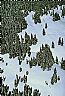15921: Winter Trees, Gunisson County, Colorado 15921: Winter Trees, Gunisson County, Colorado