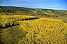 15955: Aspen Blanket, Wayne County, Utah 15955: Aspen Blanket, Wayne County, Utah