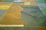 15956: Wheat Fields, Prowers County, Colorado 15956: Wheat Fields, Prowers County, Colorado