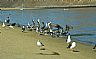 16191: Shore Birds, Baja California, Sea of Cortez 16191: Shore Birds, Baja California, Sea of Cortez
