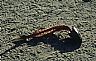 16192: Fresh Fish Dinner, Baja California, Sea of Cortez 16192: Fresh Fish Dinner, Baja California, Sea of Cortez