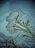 16201: Colorado River Delta, State of Sonora 16201: Colorado River Delta, State of Sonora