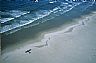 16239: Guerrero Negro Shore Dunes, Baja California Sur, Pacific 16239: Guerrero Negro Shore Dunes, Baja California Sur, Pacific