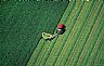 17133: Harvest, Howard County, Iowa 17133: Harvest, Howard County, Iowa