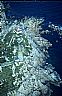 17371: Gloucester Light, Essex County, Massachusetts 17371: Gloucester Light, Essex County, Massachusetts