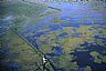17375: Swamp Oil Slick, Terrebonne Parish, Louisiana 17375: Swamp Oil Slick, Terrebonne Parish, Louisiana