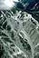 181: Aspen Ski Area, Pitkin County